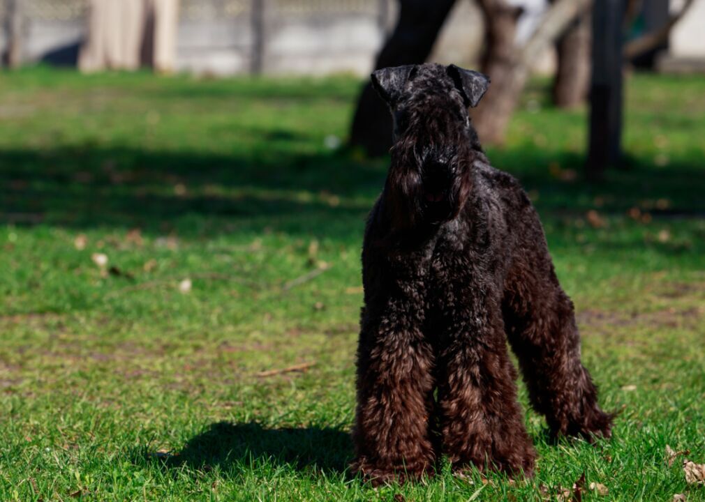 Kerry blue terriers